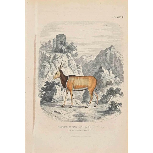 Boselaphe De Derby is an original colored lithograph on ivory-colored paper, realized by Paul Gervais (1816-1879). The...