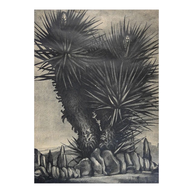 Vintage Helen Ferne Slimp Yucca Lithograph For Sale