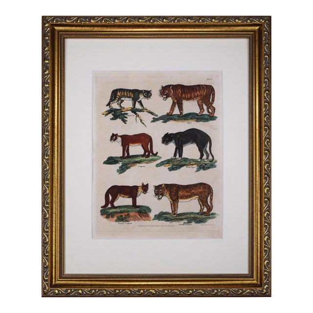 19th Century Antique Hand Colored Engraving of Large Wild Cats- Tiger, Panther, Cougar For Sale