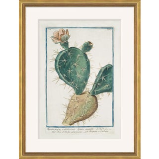 Hortus Romanus 1772-1793 XVIII Framed Art Print For Sale