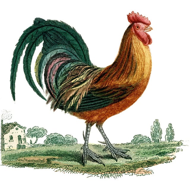 Rooster and Plantain Platters Dishwasher and Microwave Safe Porcelain 10.5" x 10.5" each Elegant Scrolled Edges