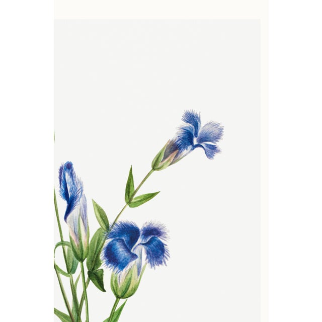 Paper Fringed Gentian, Vintage Botanical Art Print Reproduction by Mary Vaux Walcott, 24" X 36" For Sale - Image 7 of 9