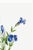 Paper Fringed Gentian, Vintage Botanical Art Print Reproduction by Mary Vaux Walcott, 24" X 36" For Sale - Image 7 of 9