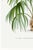 Vintage Palm Tree Illustration, Botanical Art Print Reproduction by Denterghem, 16" X 24" For Sale - Image 9 of 10