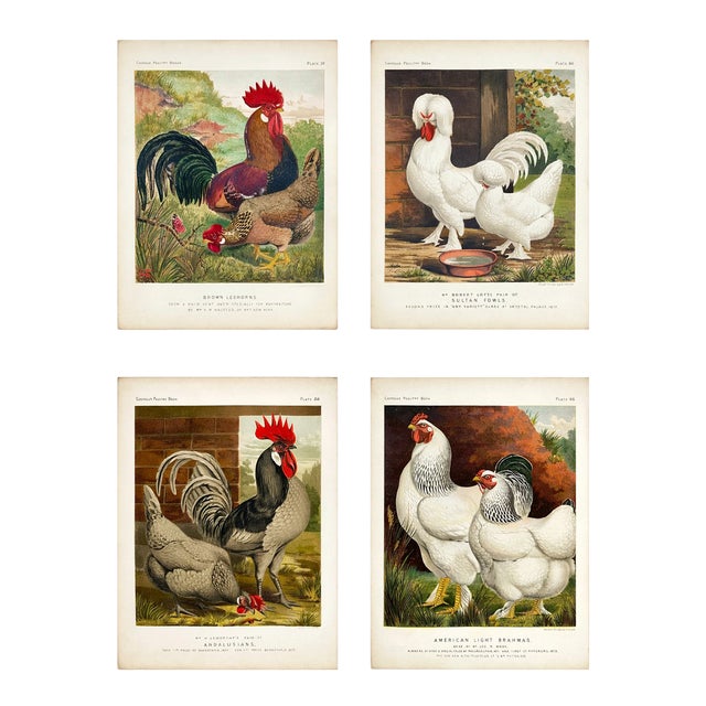Late 19th Century Poultry Print Collection: Leghorns, Sultan, Andalusians & Brahmas - Set of 4 Chromolithographs For Sale