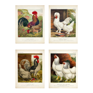 Late 19th Century Poultry Print Collection: Leghorns, Sultan, Andalusians & Brahmas - Set of 4 Chromolithographs