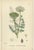 After Sowerby, English Botanical Plates of British Wildflowers & Herbs, Prints, Set of 6 For Sale - Image 4 of 9