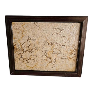 Antique Brazilian Sandstone Framed Plaque Dendrite Fossil Ferns Miniature Geologic Fern For Sale
