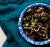 Not Yet Made - Made To Order Crow Canyon Home Splatterware, Large Salad Bowl in Blue & White For Sale - Image 5 of 7