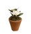 English Vintage Petite Potted French Porcelain Bisque & Tole White Gardenia Flower / Floral Arrangement in Terracotta Pot For Sale - Image 3 of 6