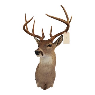 Whitetail Deer 9 Point Mount Head and Bust For Sale