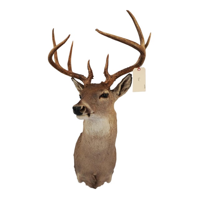 Whitetail Deer 9 Point Mount Head and Bust For Sale