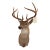 Whitetail Deer 9 Point Mount Head and Bust For Sale