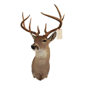 Whitetail Deer 9 Point Mount Head and Bust