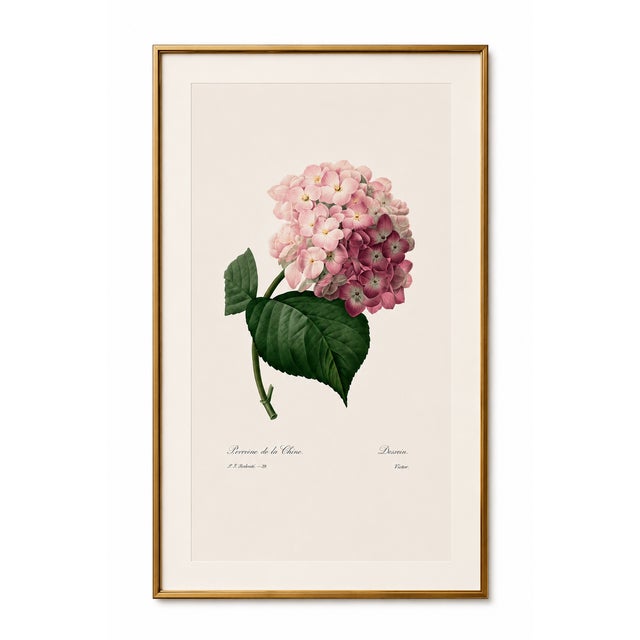 Hydrangea by Pierre-Joseph Redouté, Vintage Botanical Art Print, 32" X 48" For Sale In Buffalo - Image 6 of 8