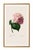 Hydrangea by Pierre-Joseph Redouté, Vintage Botanical Art Print, 32" X 48" For Sale In Buffalo - Image 6 of 8