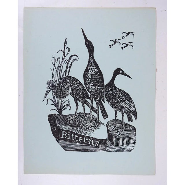 Circa 1960's reprint of a bird by Jonathan Fisher (1768-1847) on blue paper, titled "Bitterns". Unframed, minor fading...