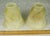 Early 20th Century Uranium Jadeite Table Lamp Alabaster Shades For Sale - Image 17 of 18