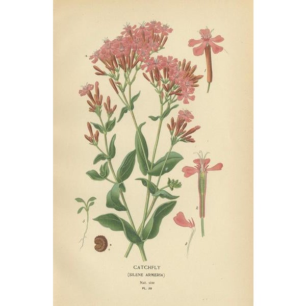 Edward Steps, Victorian Botanical Triptych, 1896, Paper, Set of 3 For Sale - Image 4 of 6