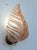 Set of 2 Wall Light Pink Colour Murano Glass Leave by Barovier E Toso, 1950s For Sale - Image 10 of 14