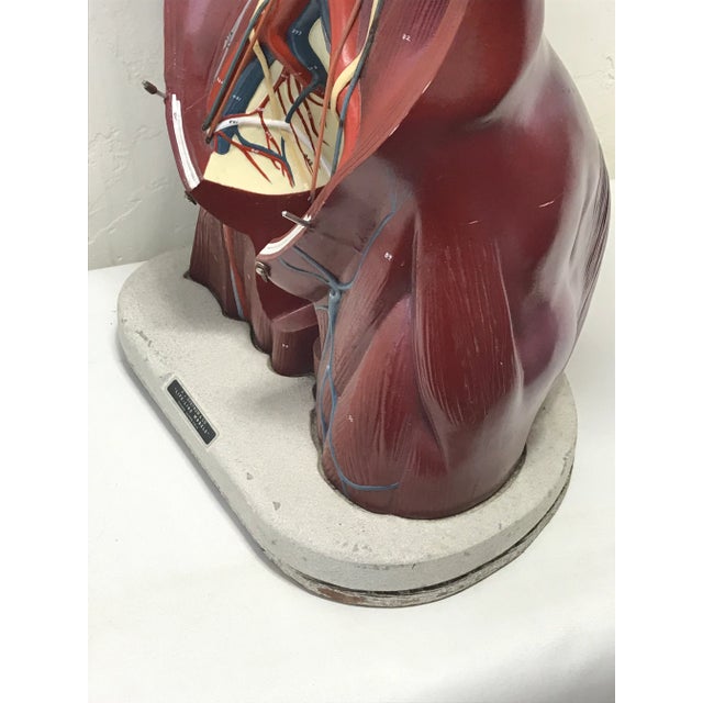 1960s Nystrom Mid-Century Anatomical "Life Like" Medical Model of the Male Torso For Sale - Image 5 of 11
