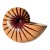 Turned Wood Nautilus Shell Sculpture in Maple and Purpleheart For Sale