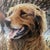 Signed, unframed print of an artwork featuring a Golden Retriever.