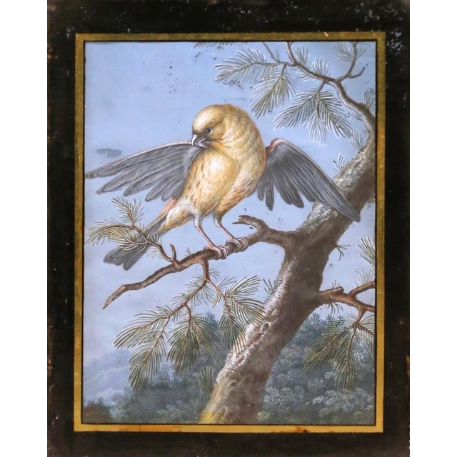 French 19th Century French Fixé Sous Verre Bird Painting in Carved Giltwood Frame For Sale - Image 3 of 8
