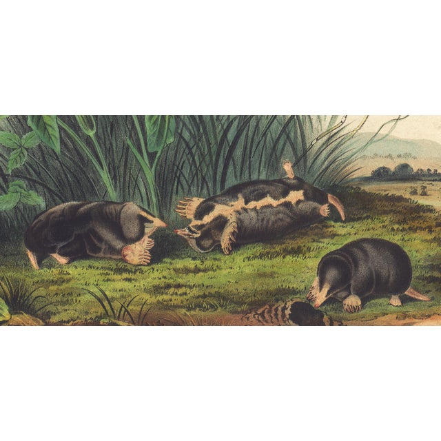 Original first edition Audubon stone lithograph from "The Viviparous Quadrupeds of North America", octavo edition, printed...