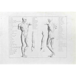Paolo Mascagni, The Human Body, Etching, 1810 For Sale