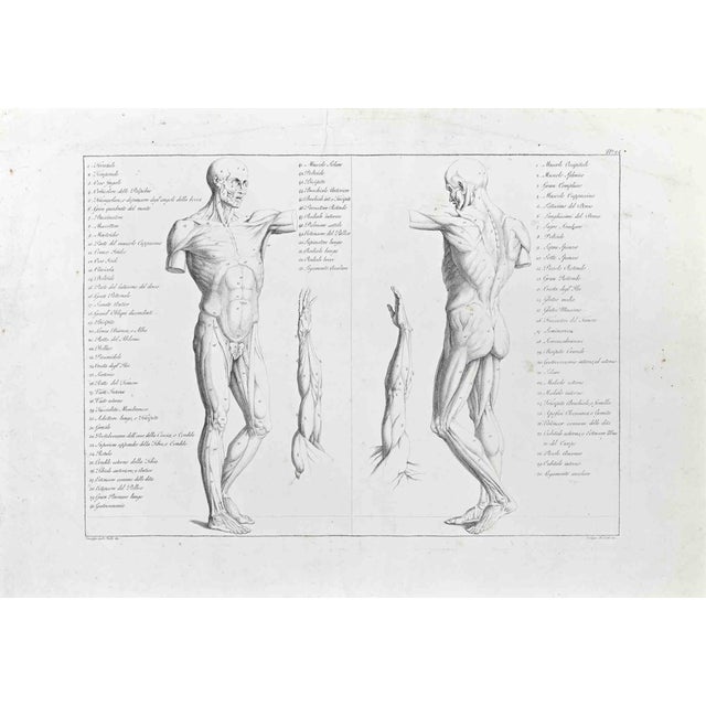 Paolo Mascagni, The Human Body, Etching, 1810 For Sale