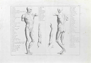 Paolo Mascagni, The Human Body, Etching, 1810