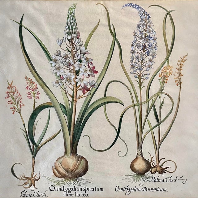 In 1600 the Prince-Bishop of Eichstätt in Bavaria commissioned Baselius Besler (1561-1629,) an apothecary and botanist, to...