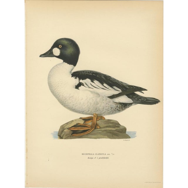 Scandinavian Bird Charts of Goldeneye Ducks, 1929, Prints, Set of 3 For Sale - Image 3 of 10