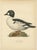 Scandinavian Bird Charts of Goldeneye Ducks, 1929, Prints, Set of 3 For Sale - Image 3 of 10