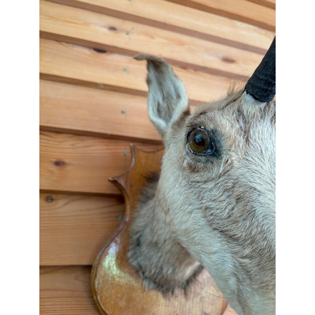 1980s Springbok Chamois Antelope Wall Mount Taxidermy For Sale - Image 4 of 9