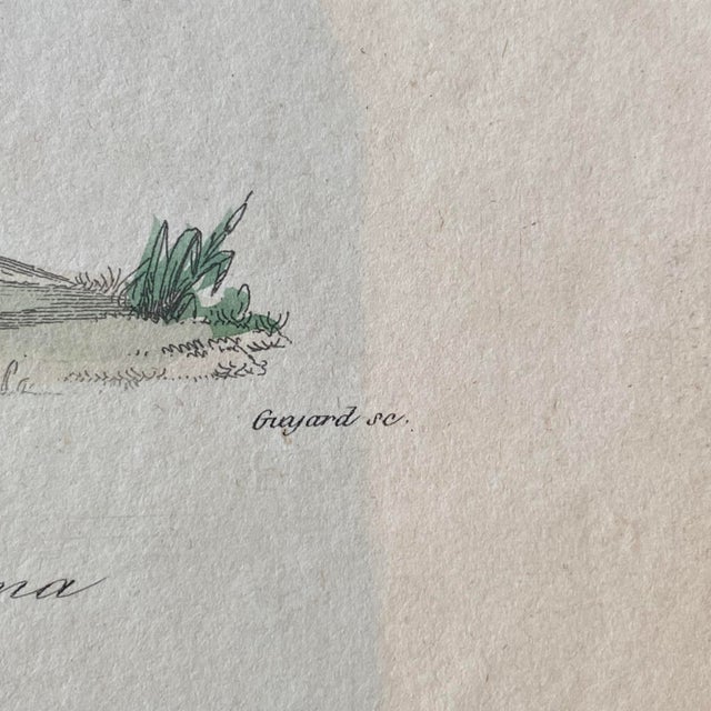 Tan French Antique 18th Century "Lama" Animal Engraving Hand Colored Signed Artwork For Sale - Image 8 of 9