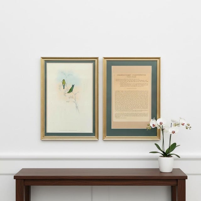 Antique c.1861 John Gould Hummingbird Lithograph & Text Framed Gallery Display For Sale - Image 4 of 11