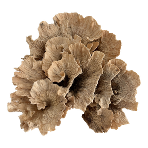 Exceptional Natural Unbleached Poca Coral Specimen