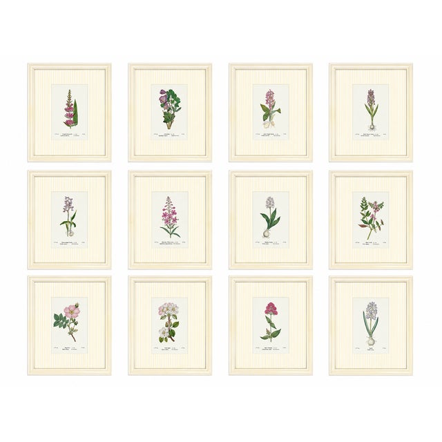 Traditional Set of Twelve Antique Alpine Botanical Chromolithographs Circa 1909 in Custom Frames. For Sale - Image 3 of 14