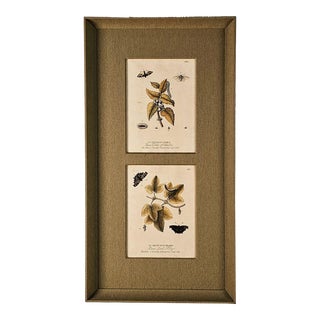 Hand-Colored Engravings of Butterflies and Caterpillars, Early 18th Century For Sale