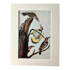 Vintage John James Audubon Matted Print, 1966: Gyrfalcon