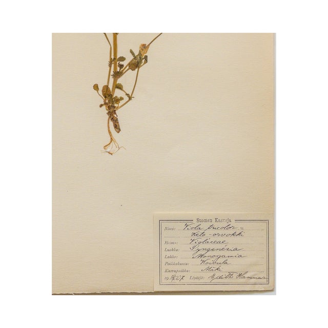 Antique Swedish Herbarium - Viola Tricolor, circa 1907
