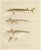 Scandinavian Sturgeon and Chimaera, 1895, Paper For Sale - Image 10 of 10