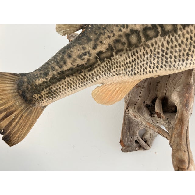 Animal Skin Largemouth Bass Taxidermy by Heinemann Taxidermy-American Sporting Folk Art, Mid-20th Century For Sale - Image 7 of 14