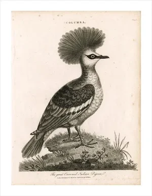 Antique 'Crowned Pigeon' Archival Print