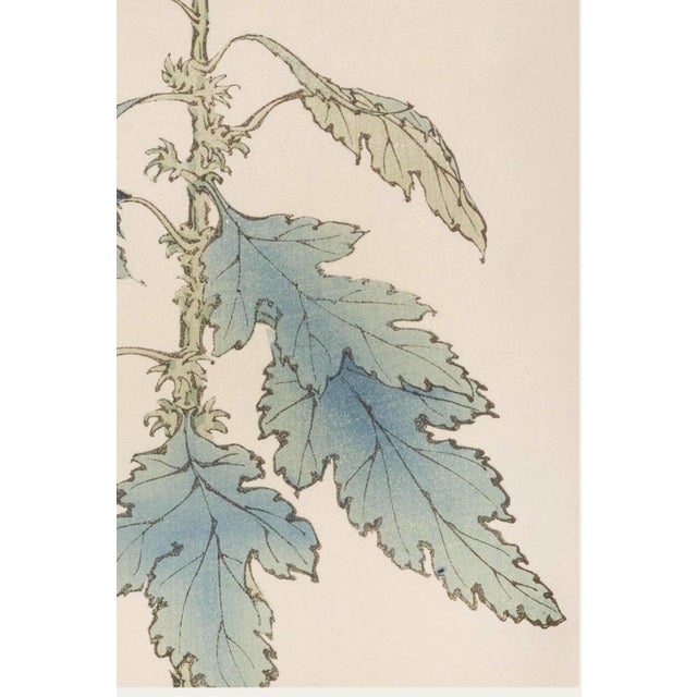 Not Yet Made - Made To Order White Pompon Mum by Hasegawa, Vintage Japanese Botanical Art Print, 8" X 12" For Sale - Image 5 of 8