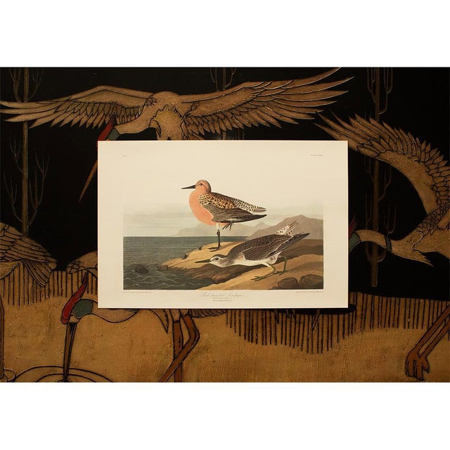 1990s Red-Breasted Sandpiper After Audubon, Large Cottage Style Print For Sale - Image 9 of 10