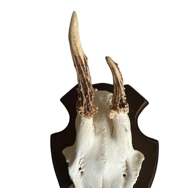 Cabin 1990s Roe Deer Trophy 6 Black Forest Antlers Mount Abnormal For Sale - Image 3 of 5