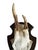 Cabin 1990s Roe Deer Trophy 6 Black Forest Antlers Mount Abnormal For Sale - Image 3 of 5